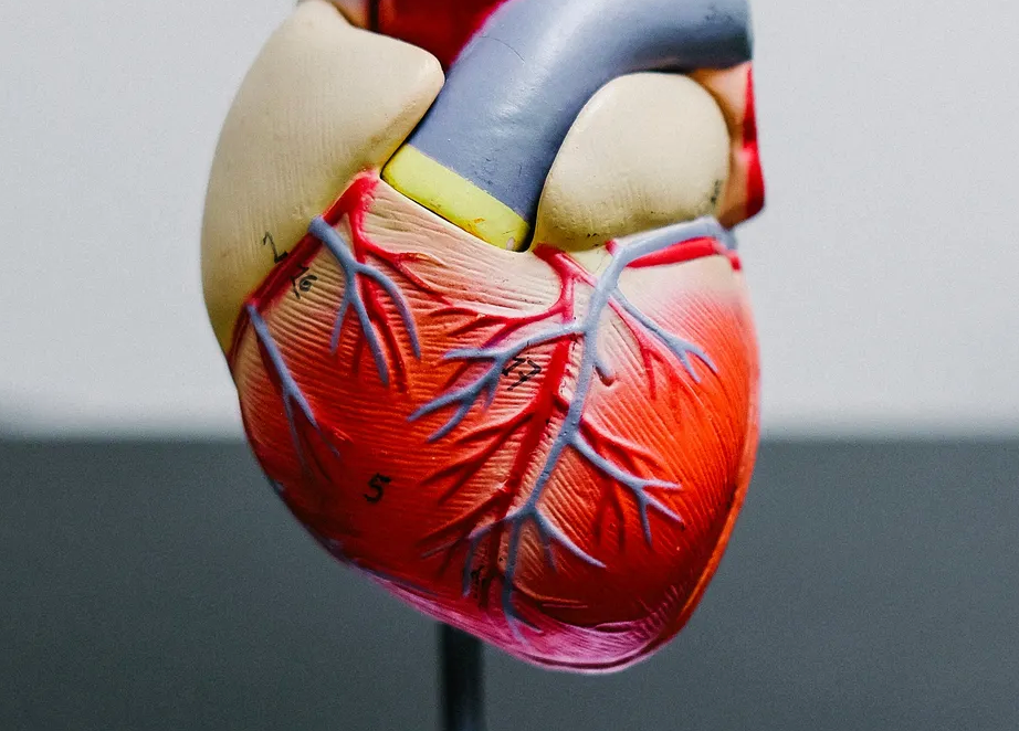 GLP-1-behandeling en je hartgezondheid: wat weten we?